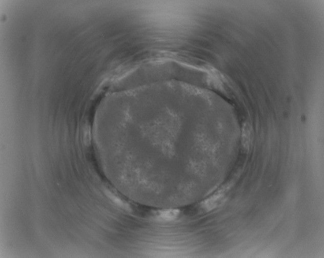 X0000061760474200512231555