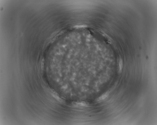 X0000061760475200512231555