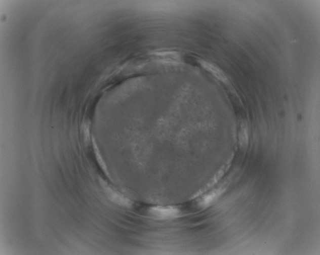 X0000061760477200512231555