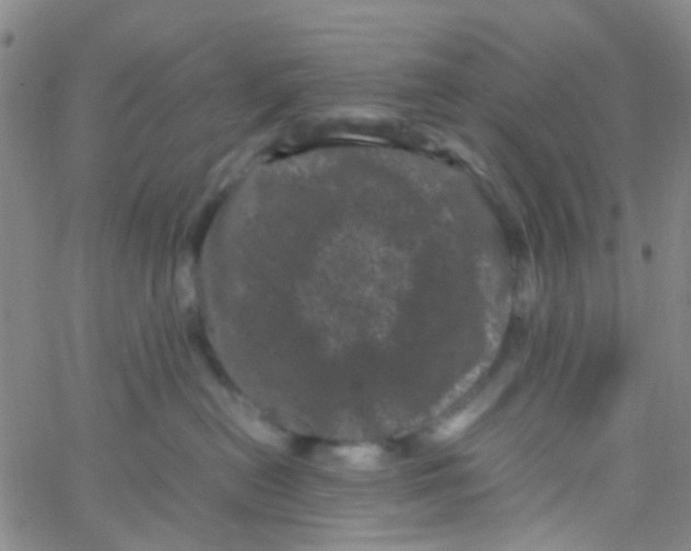 X0000061760478200512231555