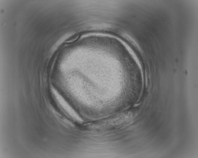 X0000061760483200512231555