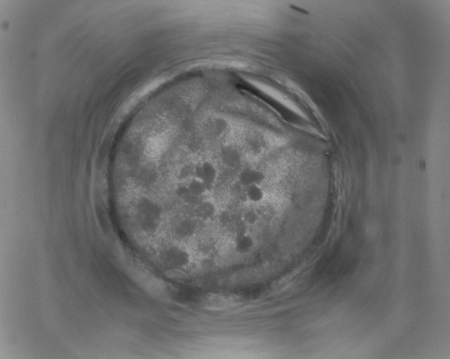 X0000061760487200512231555