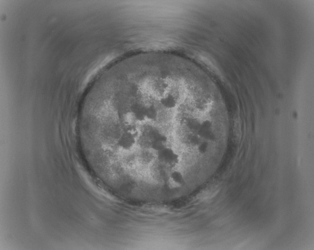 X0000061760491200512231554