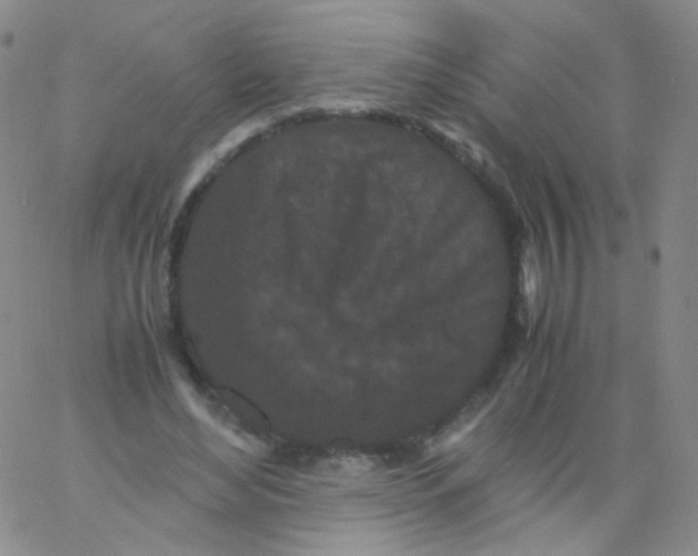 X0000061760492200512231554