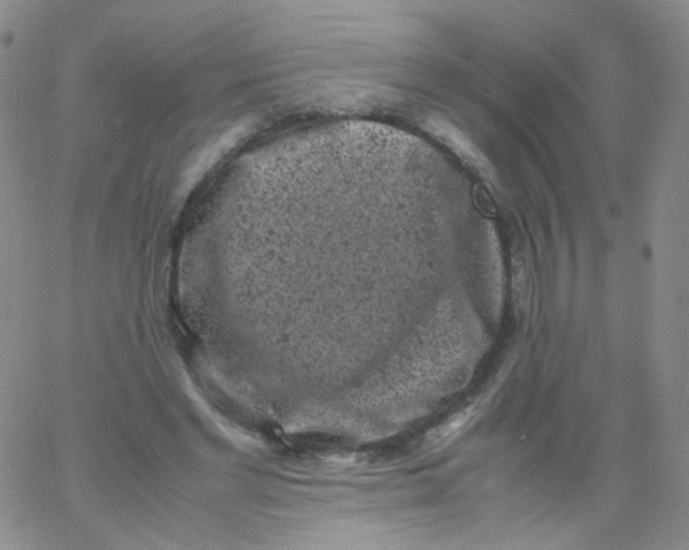 X0000061760493200512231554