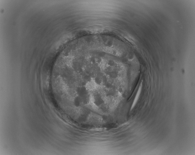 X0000061760499200512231554