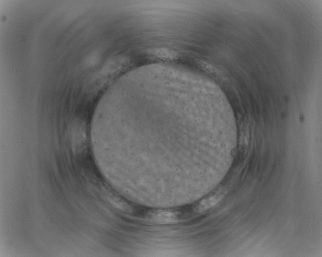 X0000061760518200512231554