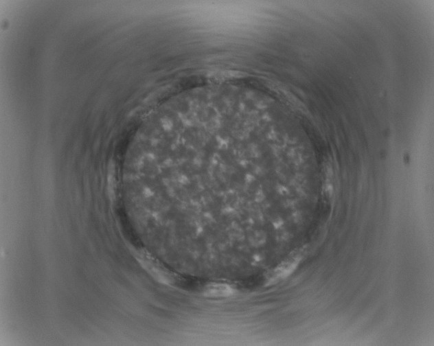 X0000061760519200512231554