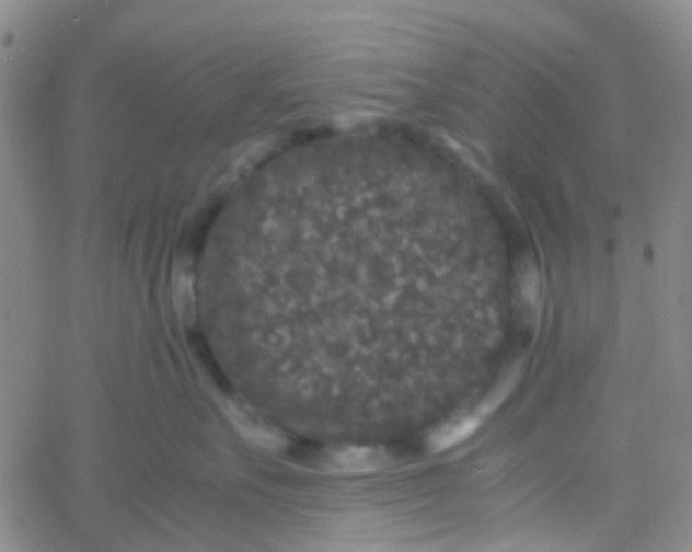 X0000061760527200512231554