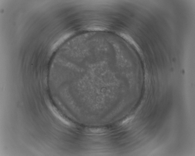 X0000061760533200512231553