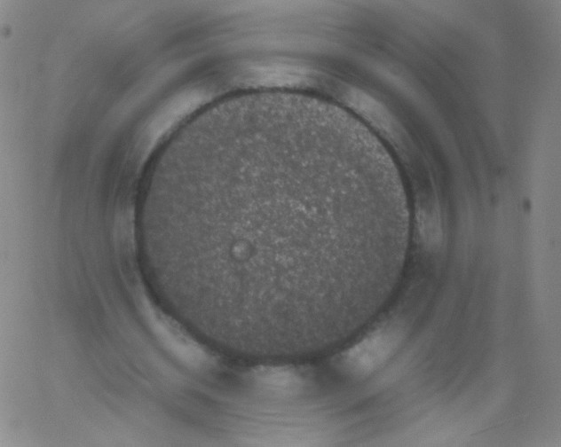 X0000061760534200512231553