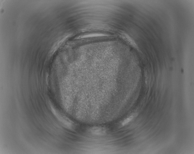 X0000061760542200512231553