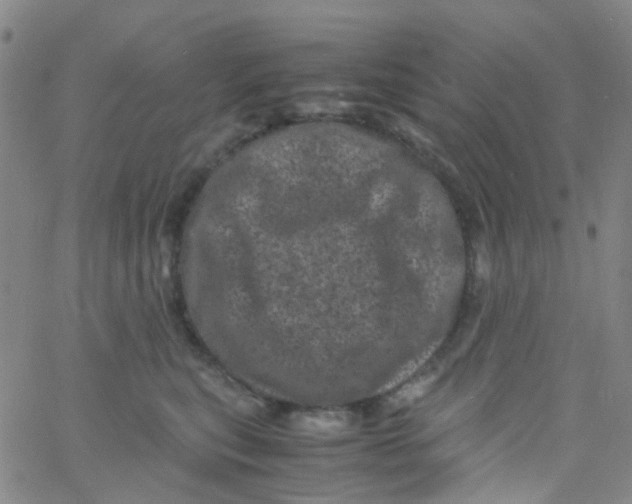 X0000061760567200512231554