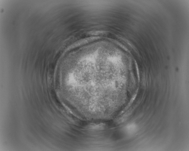 X0000061760569200512231554