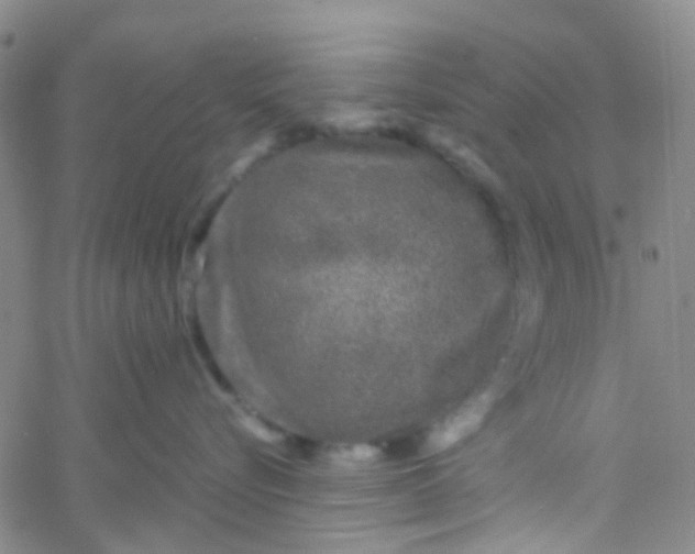 X0000061760576200512231554