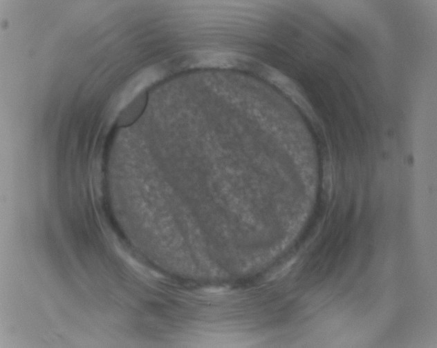 X0000061760578200512231553