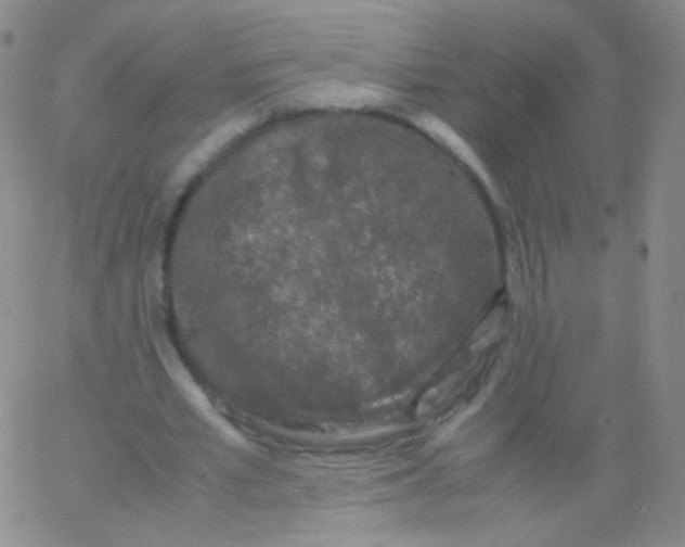 X0000061760581200512231553