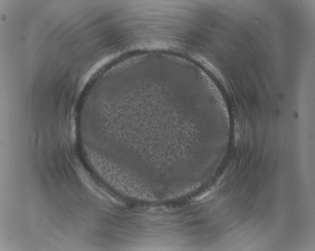 X0000061760584200512231553