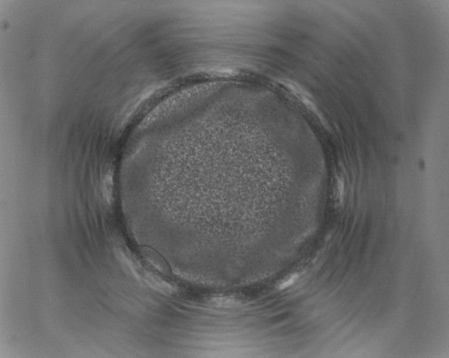 X0000061760596200512231553