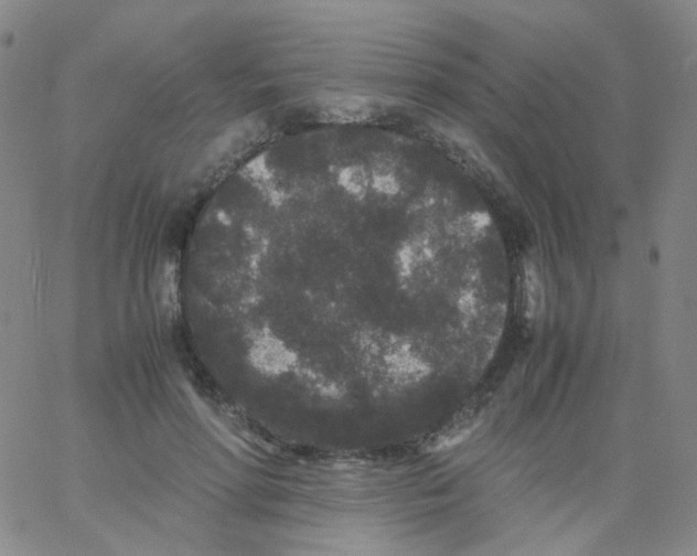 X0000061760598200512231553