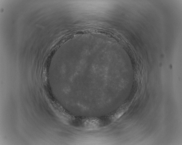 X0000061760599200512231553