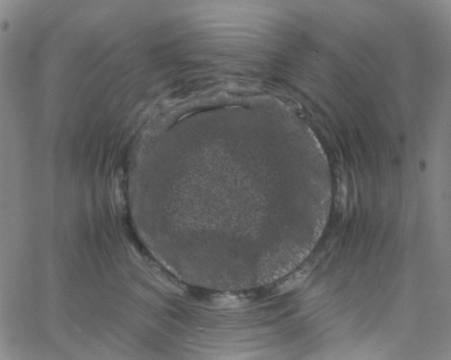 X0000061760616200512231552