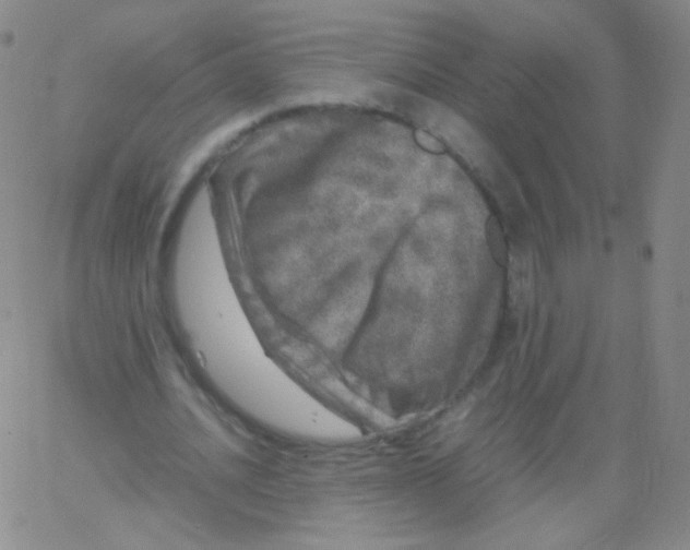 X0000061760628200512231552