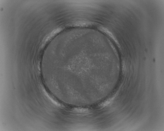 X0000061760633200512231552