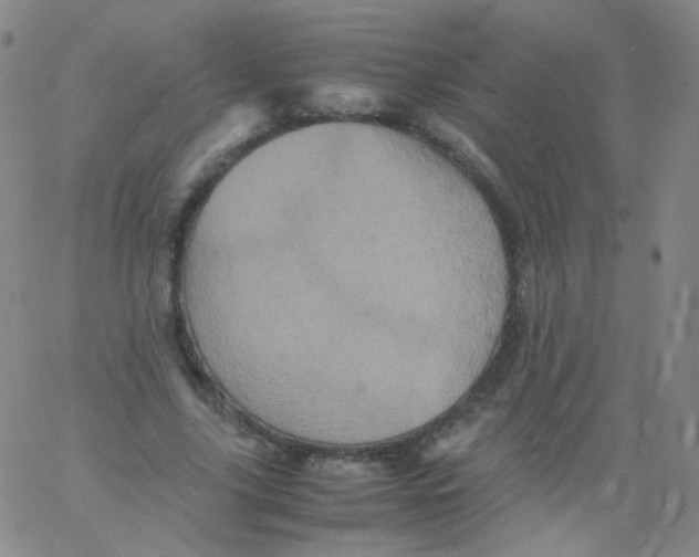 X0000061760635200512231552