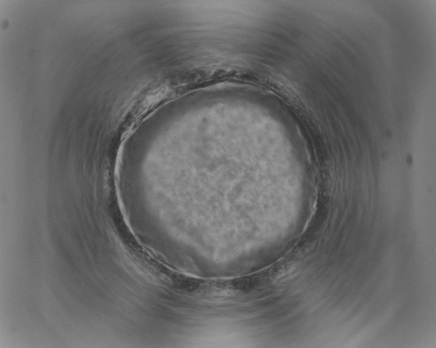 X0000061760642200512231552