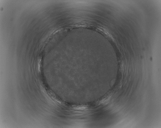 X0000061760643200512231552