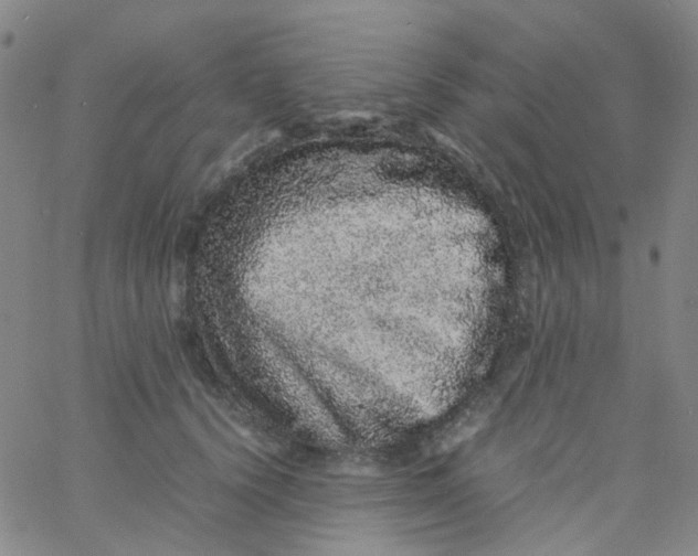 X0000061760656200512231552