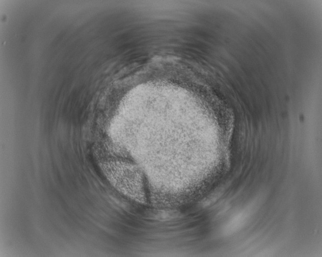 X0000061760663200512231552