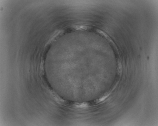 X0000061760667200512231552