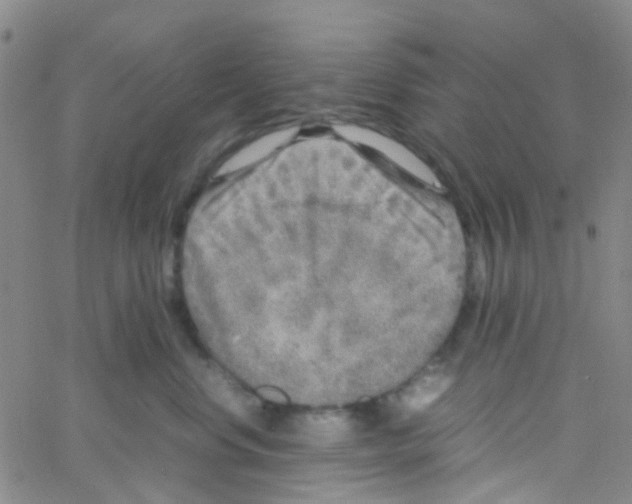 X0000061760668200512231552