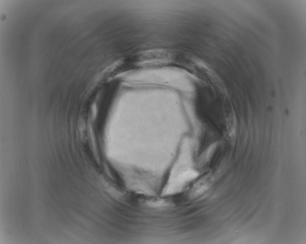 X0000061760669200512231552