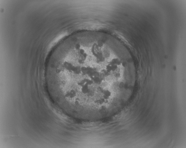 X0000061760679200512231551