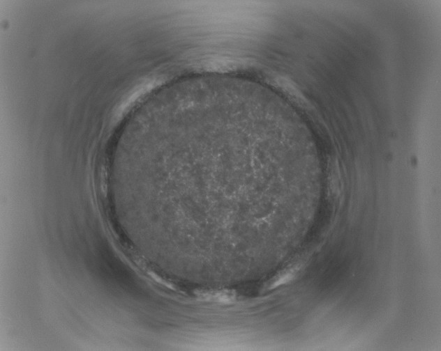 X0000061760683200512231551