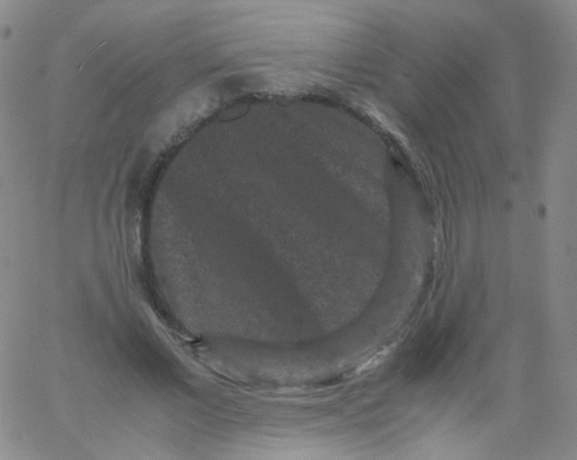 X0000061760685200512231551