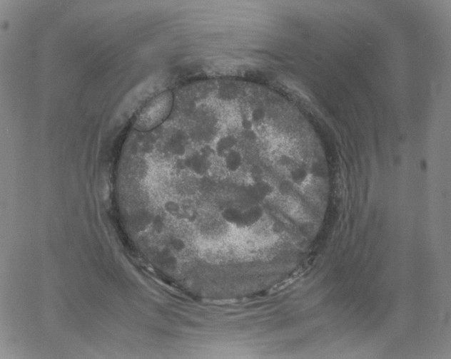 X0000061760687200512231551