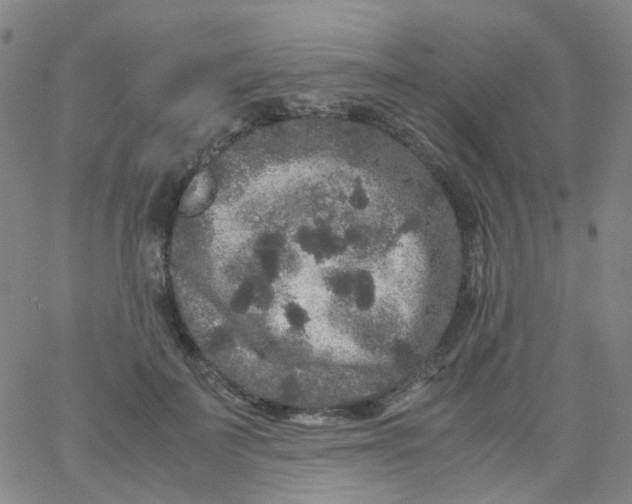 X0000061760699200512231551