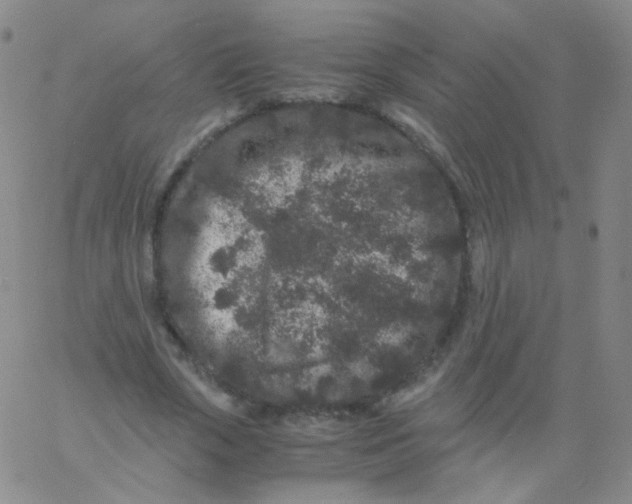 X0000061760729200512231550