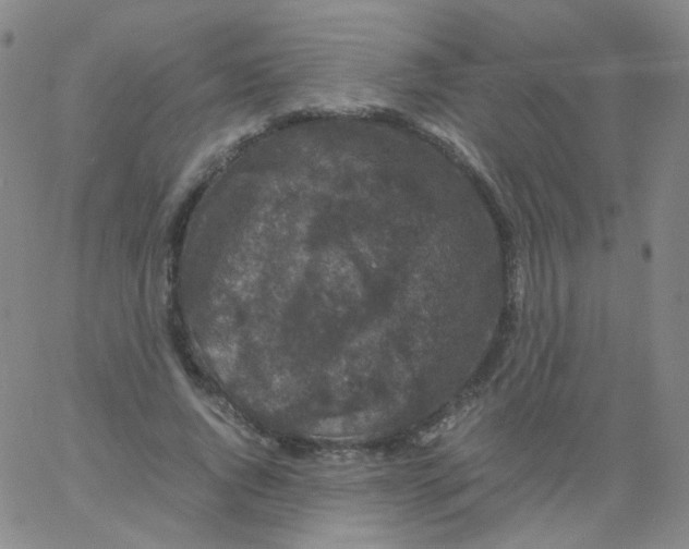 X0000061760736200512231550