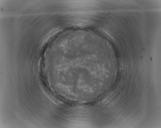 X0000061760738200512231550