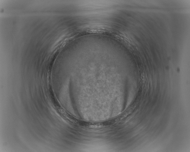 X0000061760744200512231550