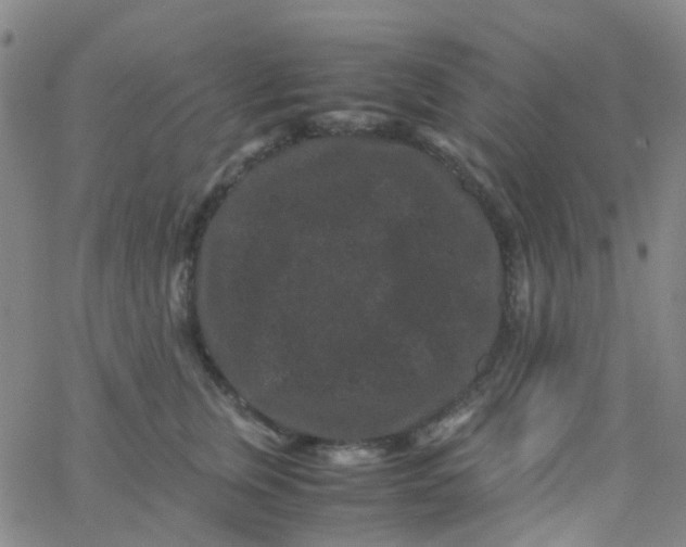 X0000061760759200512231551