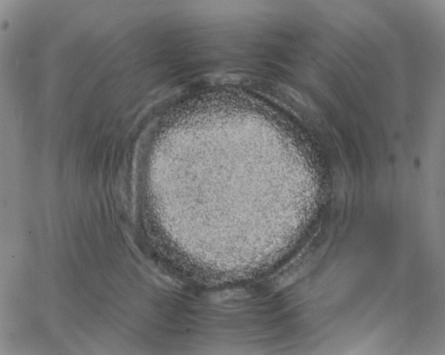 X0000061760761200512231551