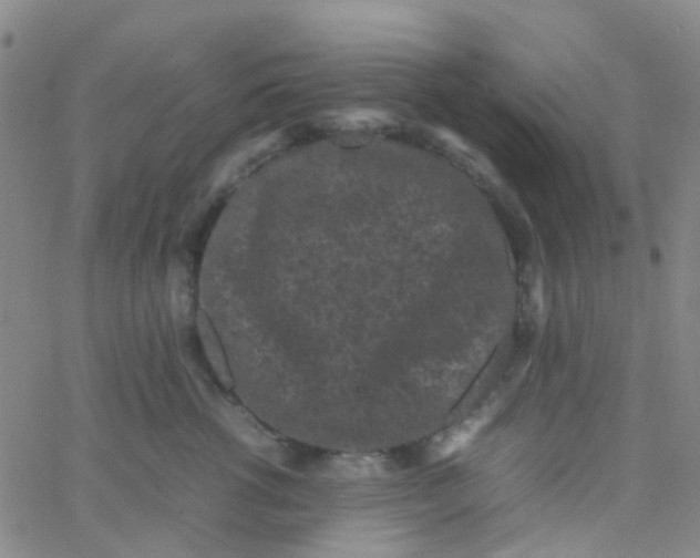 X0000061760762200512231551