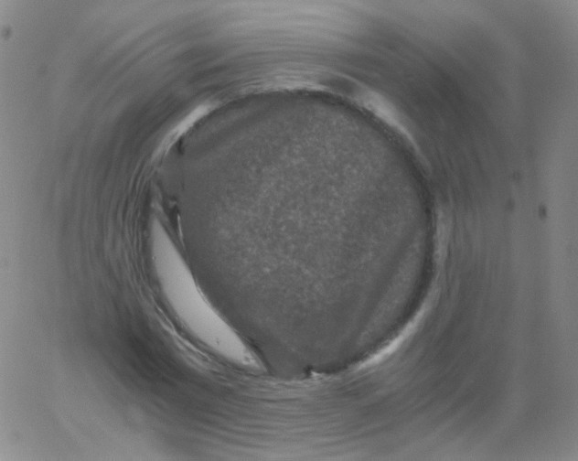 X0000061760777200512231550