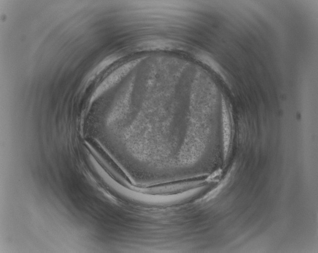 X0000061760778200512231550